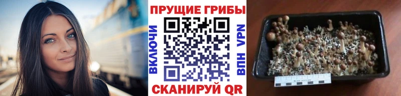 Псилоцибиновые грибы мухоморы  Аткарск 